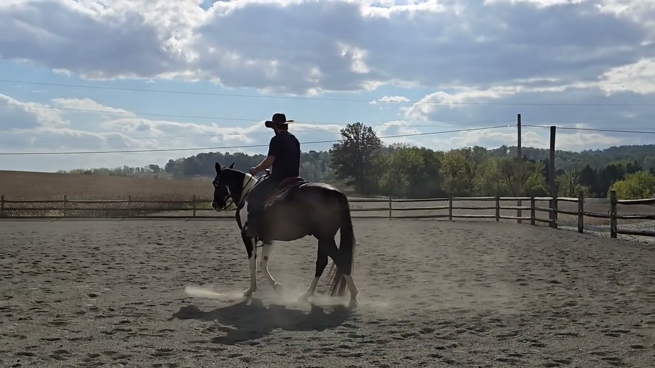 Apache wtc, traffic-safe! solid gelding