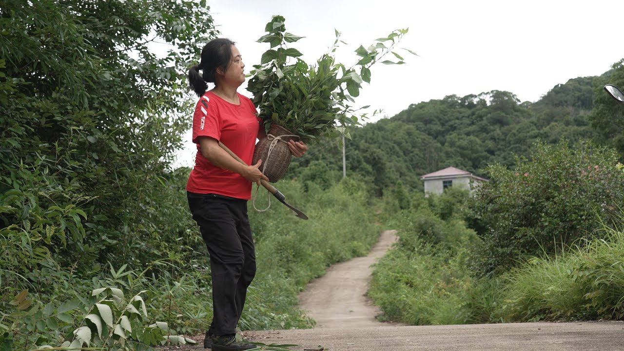 这种“臭”植物竟能做果冻？童年记忆回来了|The Taste of My Childhood Is Back – Making Jelly from Premna
