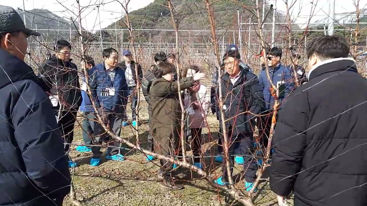 복숭아나무 다축재배 견학하기 ㅡ 강원도농업기술원 (정햇님연구사)