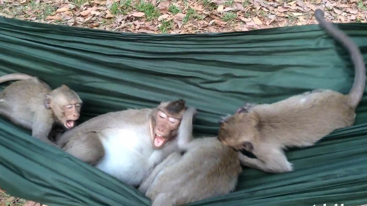 WOW!!! Very Funny Monkeys riding a hammock -  Funny Monkey Video - Tube BBC