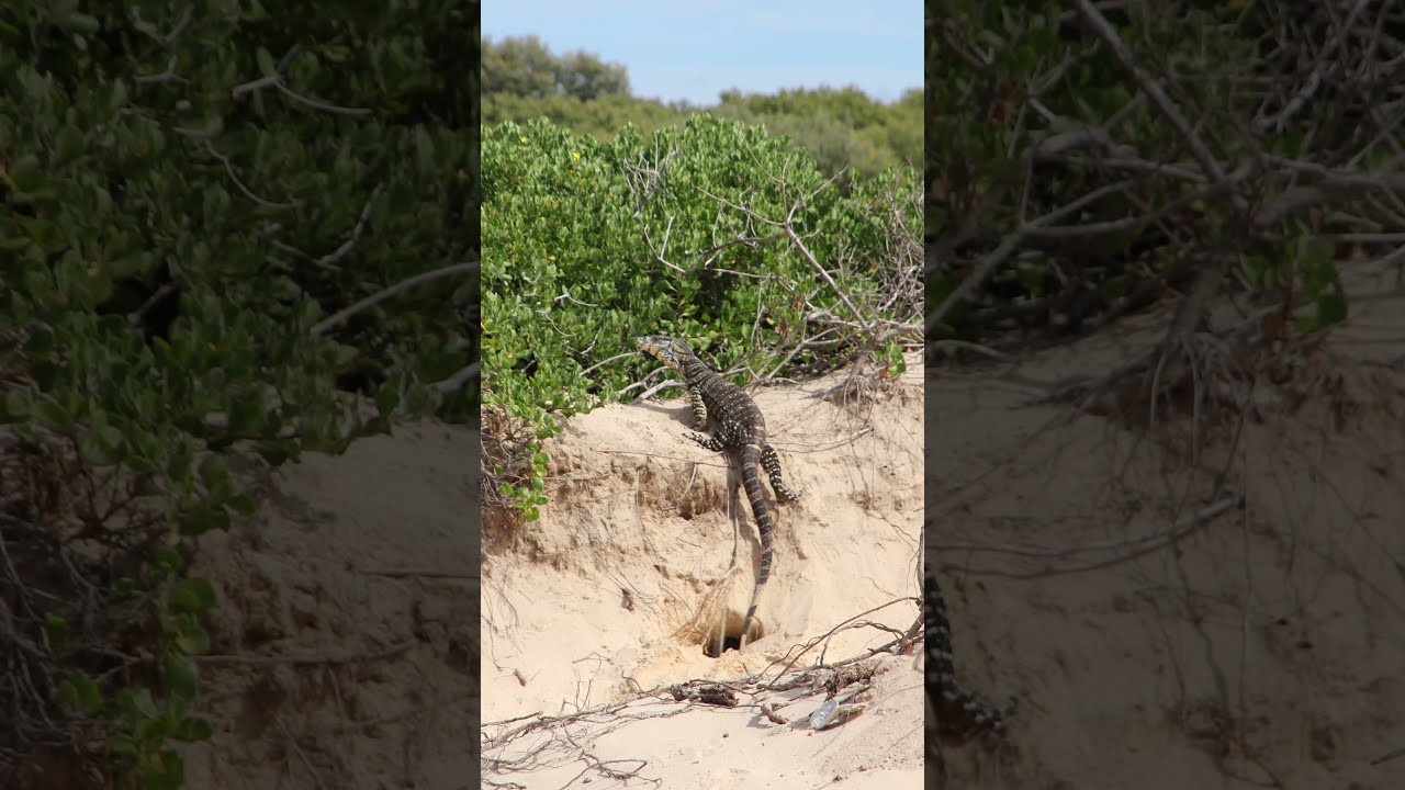 "🇦🇺 WHOO"  BIG GOANNA" At Our Deserted Private Beach Camp" 