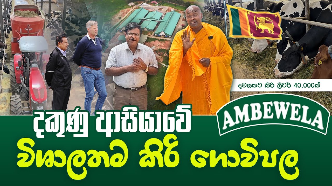 දකුණු ආසියාවේ විශාලතම කිරි ගොවිපල #umandawa  #ambewela