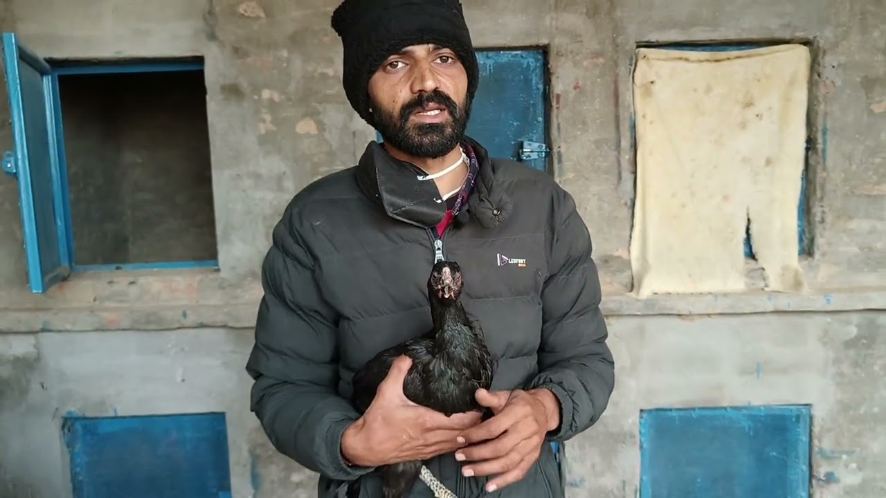 🐓ਜਿਹੜੇ ਜਾਨਵਰ ਰੇਹ ਸਪਰੇਹ ਵਾਲੇ ਦਾਣੇ ਜਾਂ ਪਾਣੀ ਪੀ ਜਾਣ ਉਹਨਾਂ ਦਾ  ਪੱਕਾ ਹੱਲ 🐓pb30 farm bhuttiwala