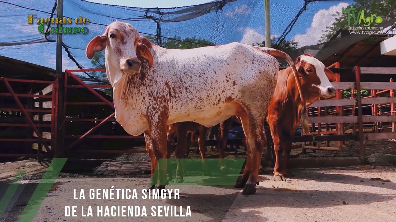 La genética Simgyr de la Hacienda Sevilla- TvAgro por Juan Gonzalo Angel Restrepo