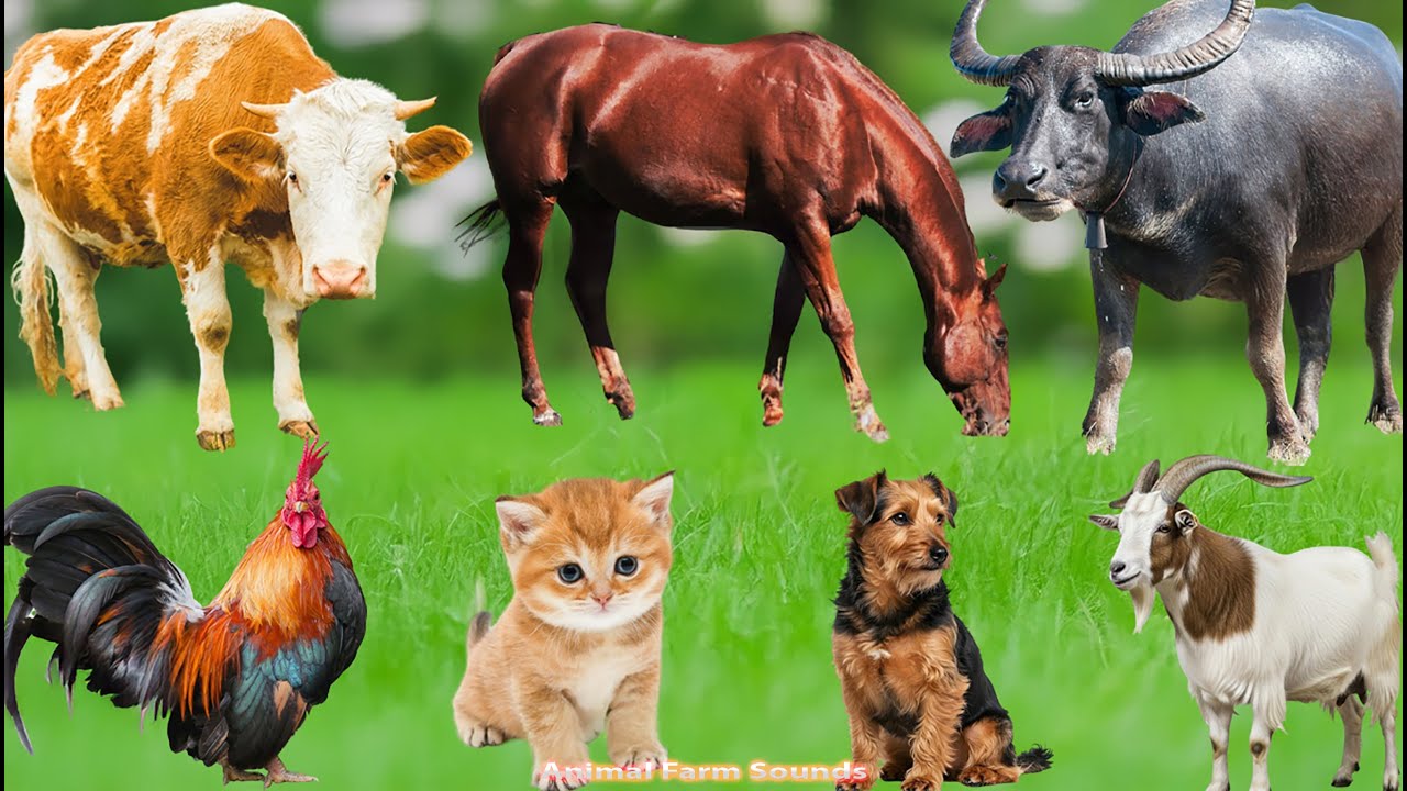 Farm Animals: Horse, Elephant, Cow, Chicken, Dog, Pig, Cat, Tiger, Goat, Rabbit – Animal Video