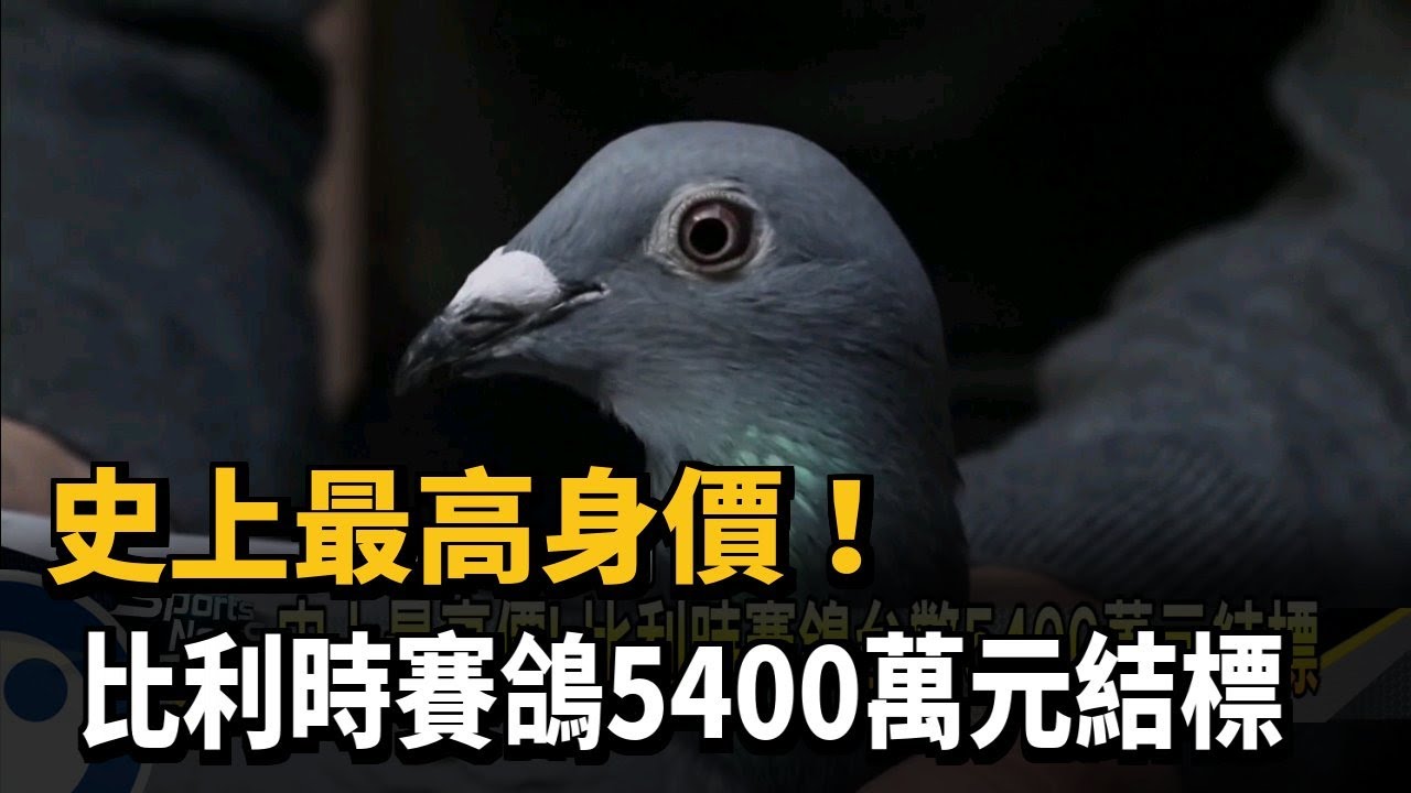 史上最高身價! 比利時賽鴿5400萬元結標－民視新聞