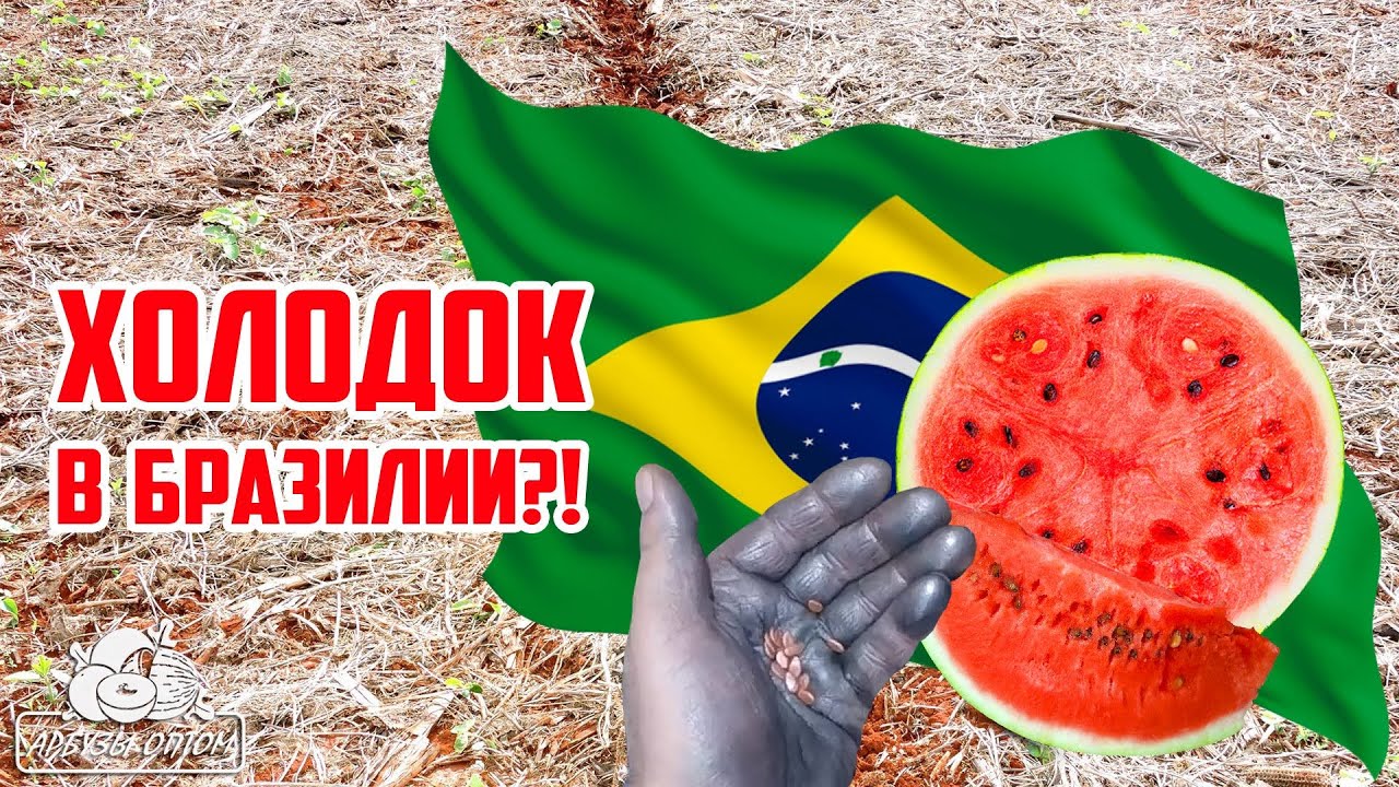 Сажаем холодок в Бразилии 🌱🍉
