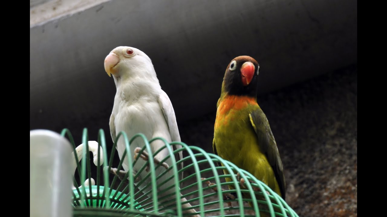 Timelapse - Agapornis Nest
