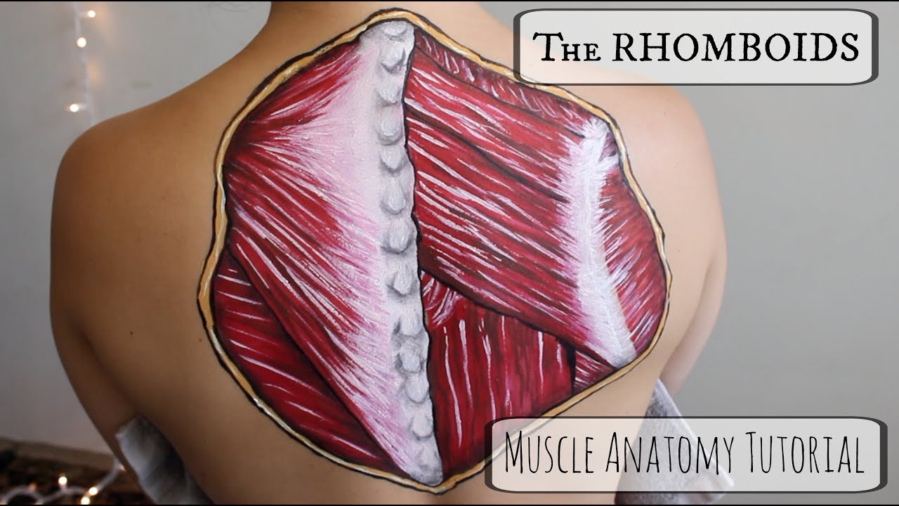 The RHOMBOIDS: Anatomy Tutorial