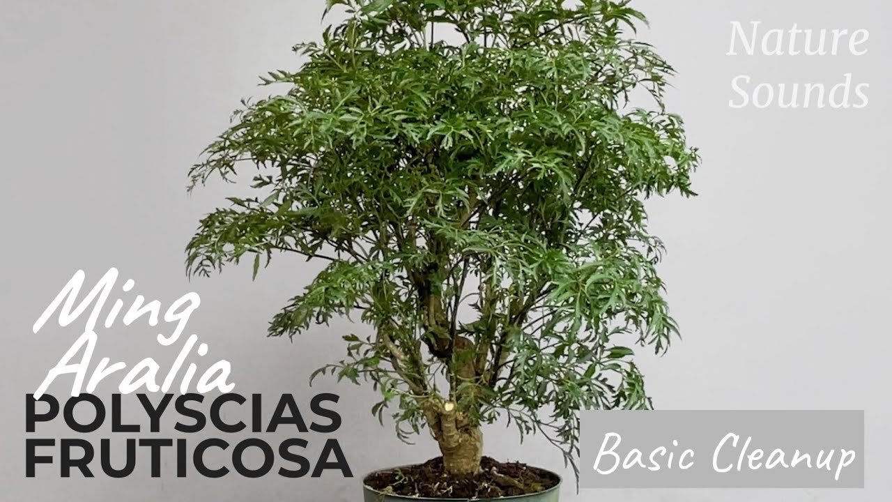 Cleaning Up This Thick Trunk Ming Aralia, Polyscias Fruticosa, Nov2023