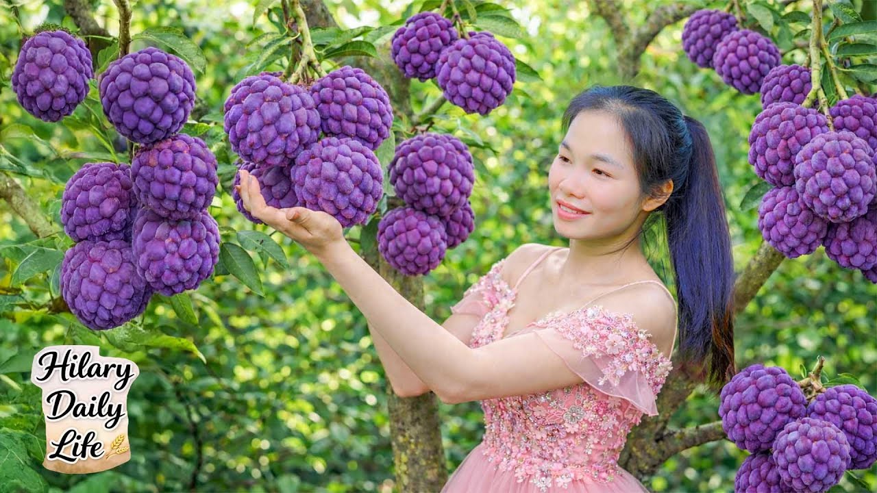 The Girl Harvests Purple Custard Apples on the Hill – Taking Them to the Local Market to Sell