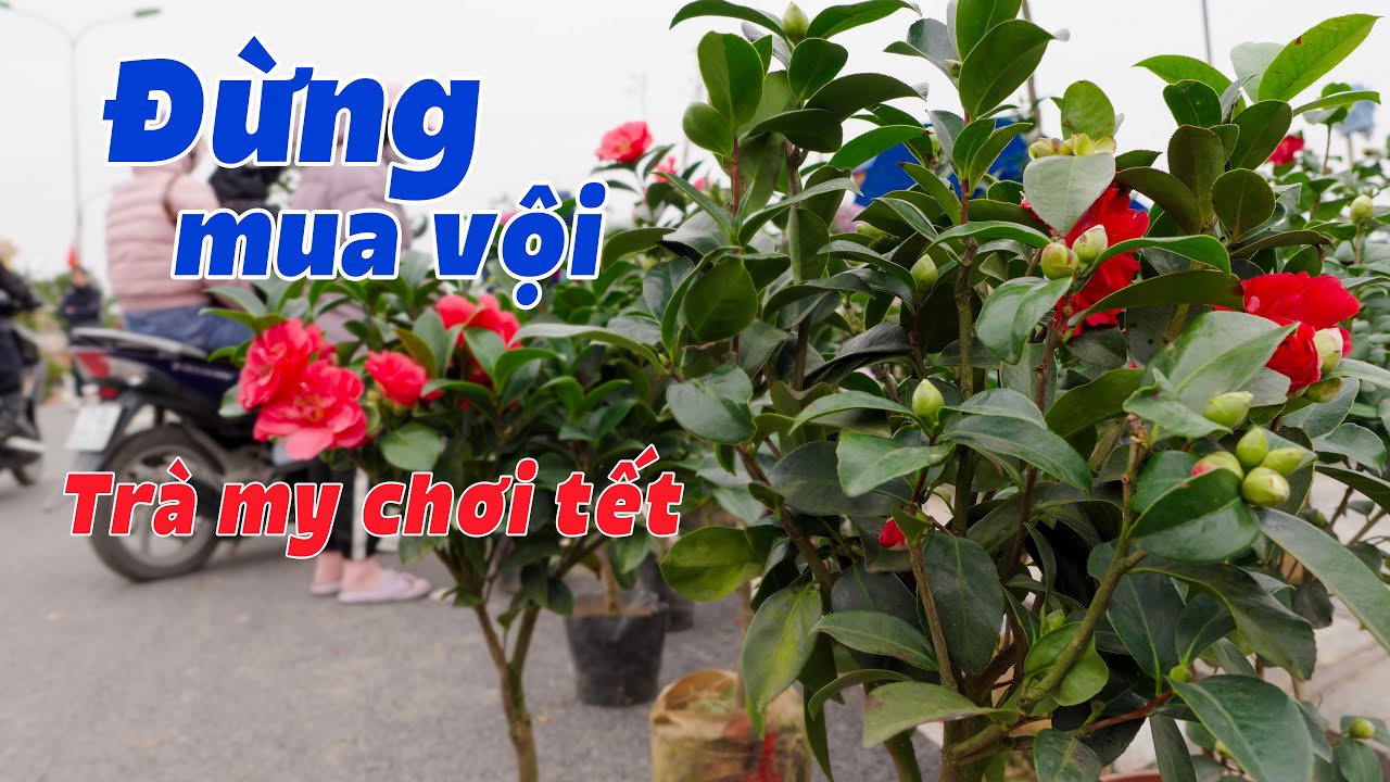 Kinh Nghiệm Thực Tế Khi Mua Trà My Đón Tết | Trà My Chơi Tết (Phần 1)
