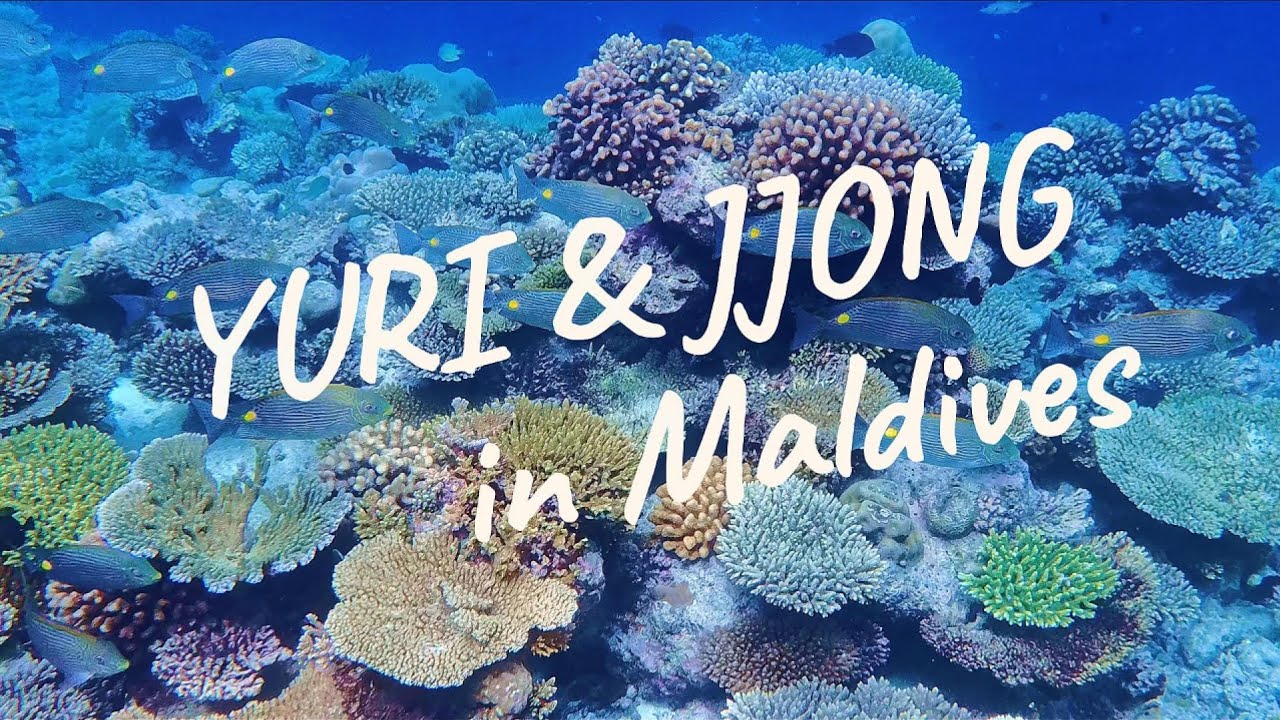 팔루마푸시 몰디브 스노클링 4k #falhumaafushi #maldives #snorkeling 