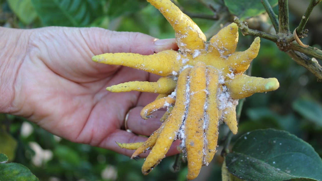CA Red Scale Resurfaces in Citrus Due to Asian Citrus Psyllid Treatments