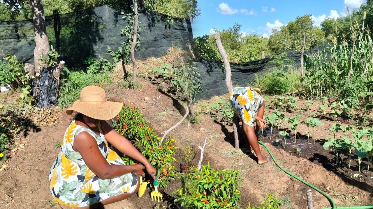The beauty of slow living in Zimbabwe/Garden cleaning 