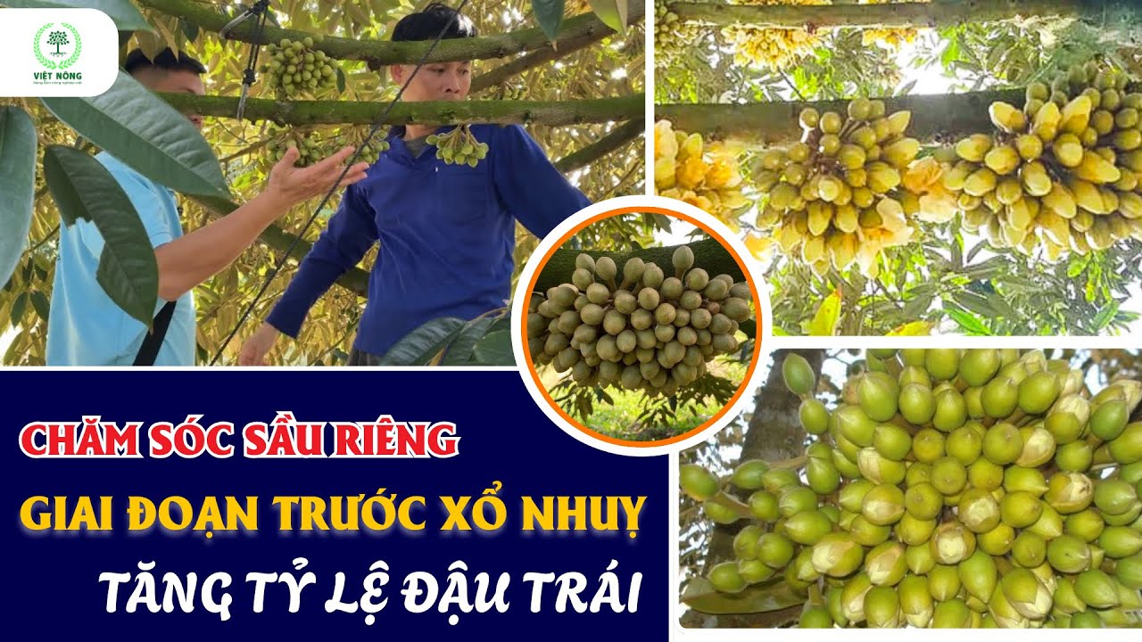 VIỆT NÔNG | CHĂM SÓC BÔNG SẦU RIÊNG TRƯỚC XỔ NHUỴ - TĂNG SỨC KHOẺ HẠT PHẤP, TĂNG ĐẬU TRÁI #saurieng
