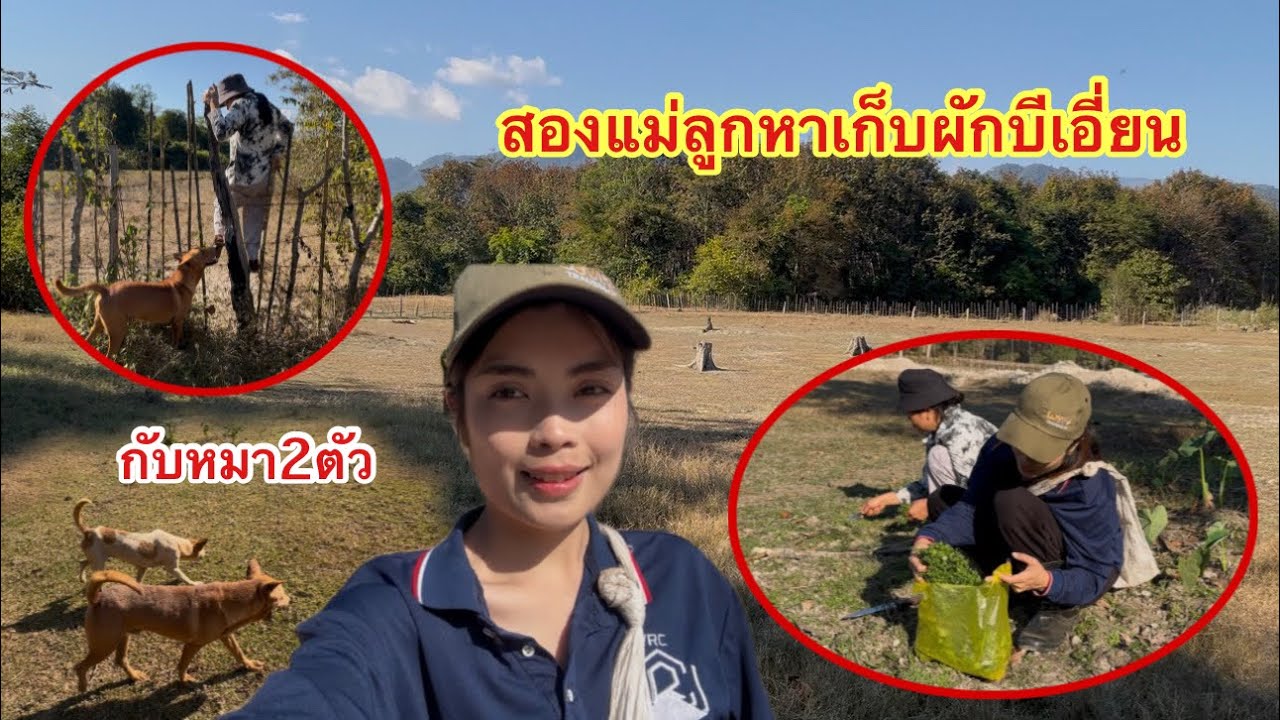 ไปหาเก็บผักบีเอี่ยนกับแม่เหมือนเดิม￼ดีโด้กับปีโป้ก็ไปด้วยจะได้ผักอะไรกลับไปบ้าง?? #ติกสาวลาวล้องชาน