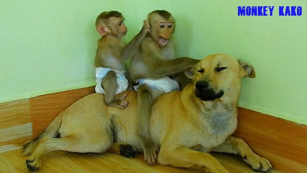 Very Funny!! Monkey Luna Pinch Monkey Kako Ears While Riding Puppy Momo | Monkey Ride Dog