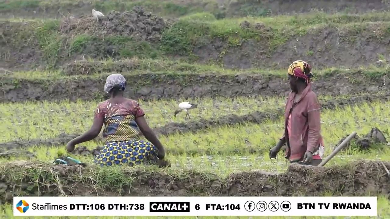 BUGESERA: ABAHINZI MURI #KODUMUGA NTIBAKOZWA IBYO GUKOMEZA GUKORESHA #INSONGERAMUSARURO BAHATIRWA