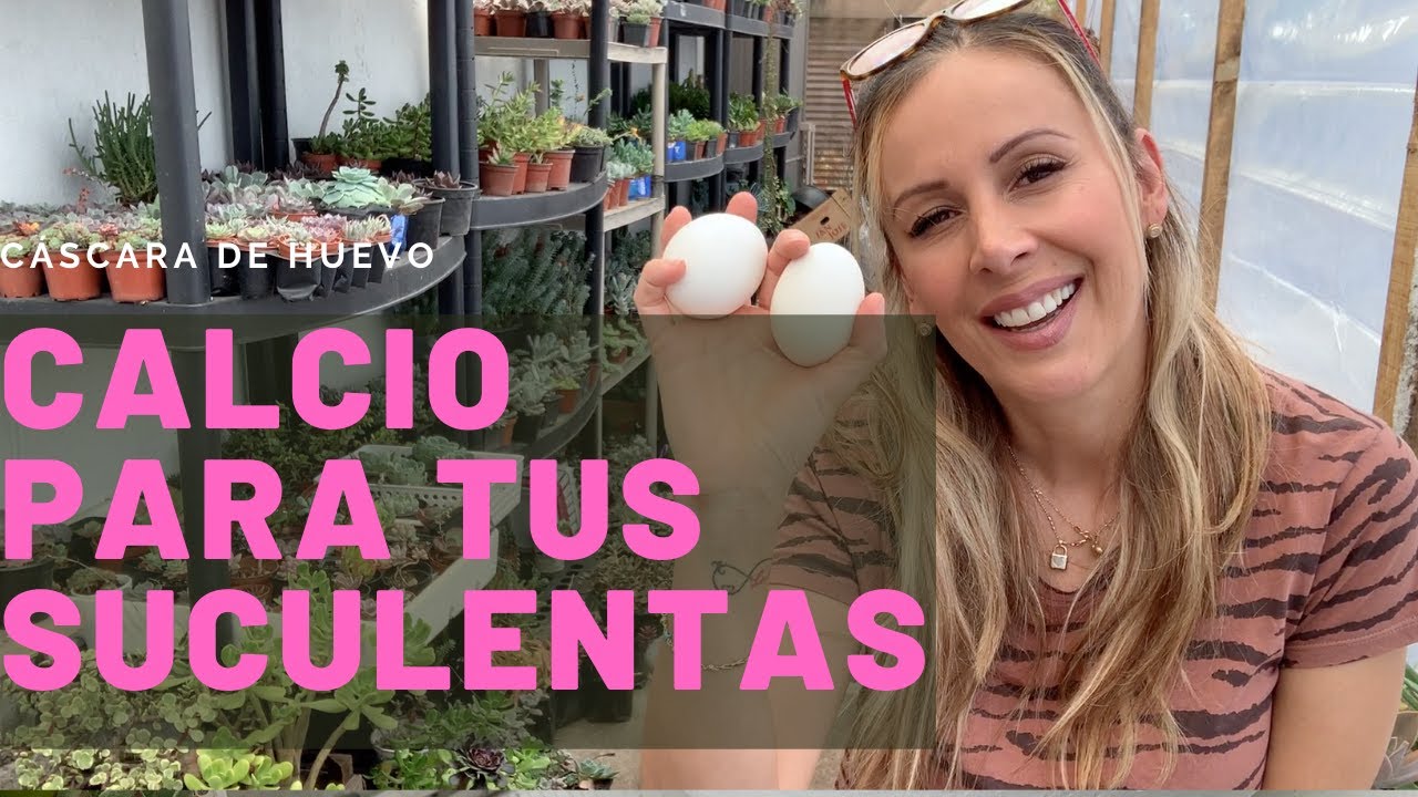 👩🏼‍🌾 Cómo usar cáscaras de huevo correctamente, en tus suculentas 🥚