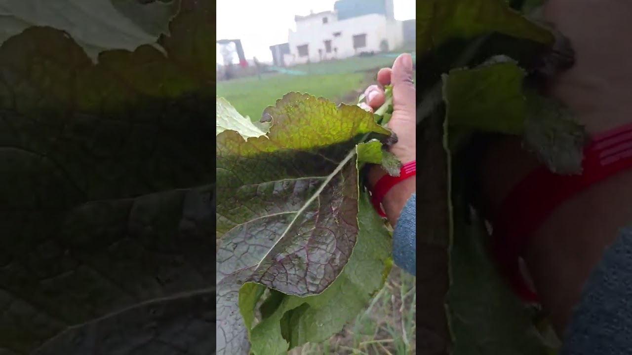 Yah Rahi Meri organic mehnat