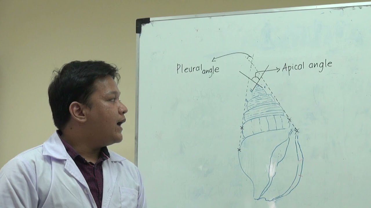 Praktikum Gastropoda