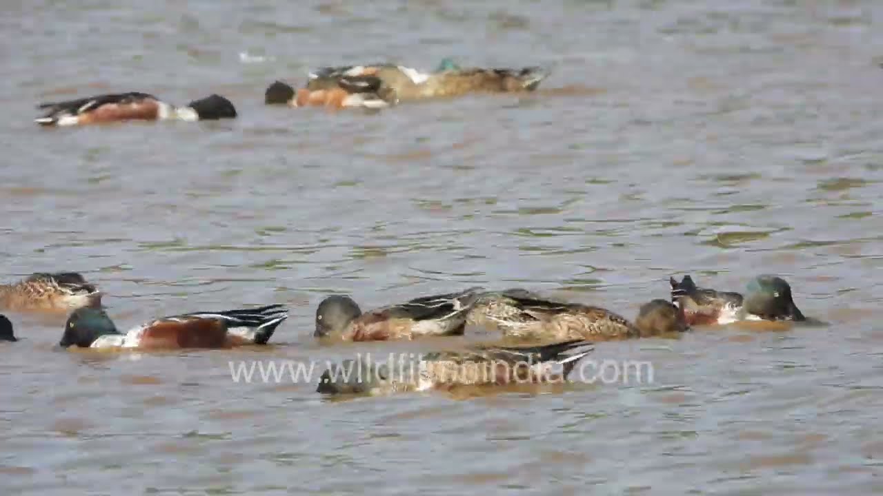 Northern Shovelers swim across the wetlands of Khichan Lake in Rajasthan