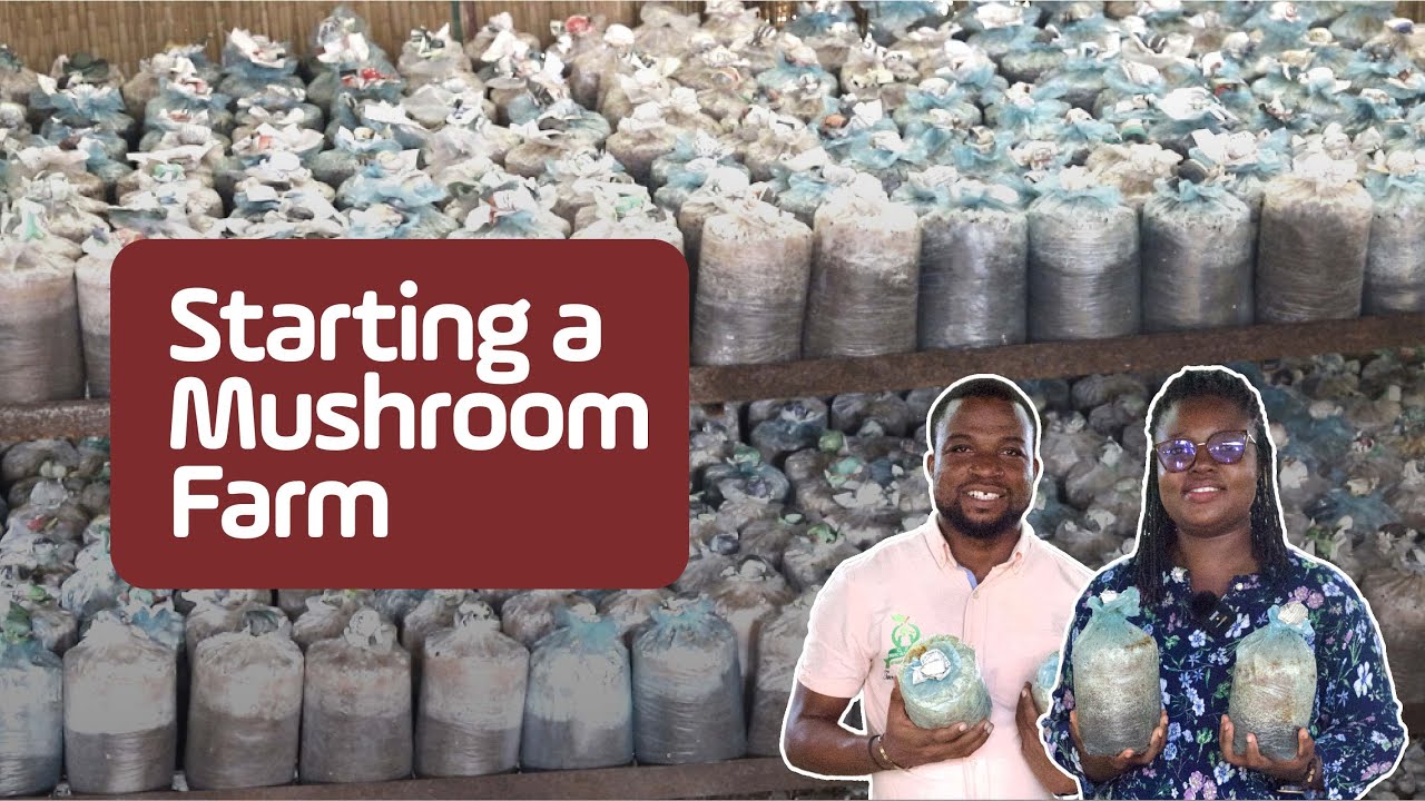 Mushroom Farming Explained: Steps to Start, Maintain and Succeed