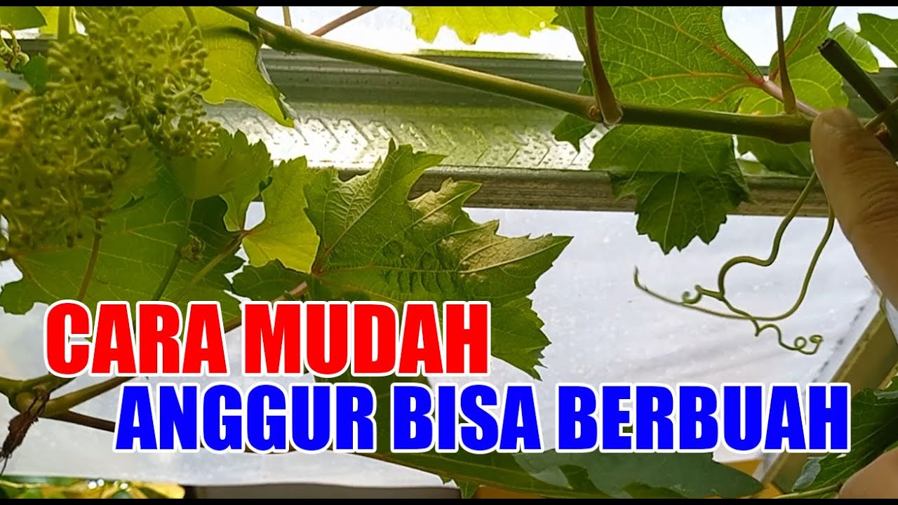 TIPS MUDAH DAN SEDERHANA UNTUK ANGGUR BISA BERBUAH