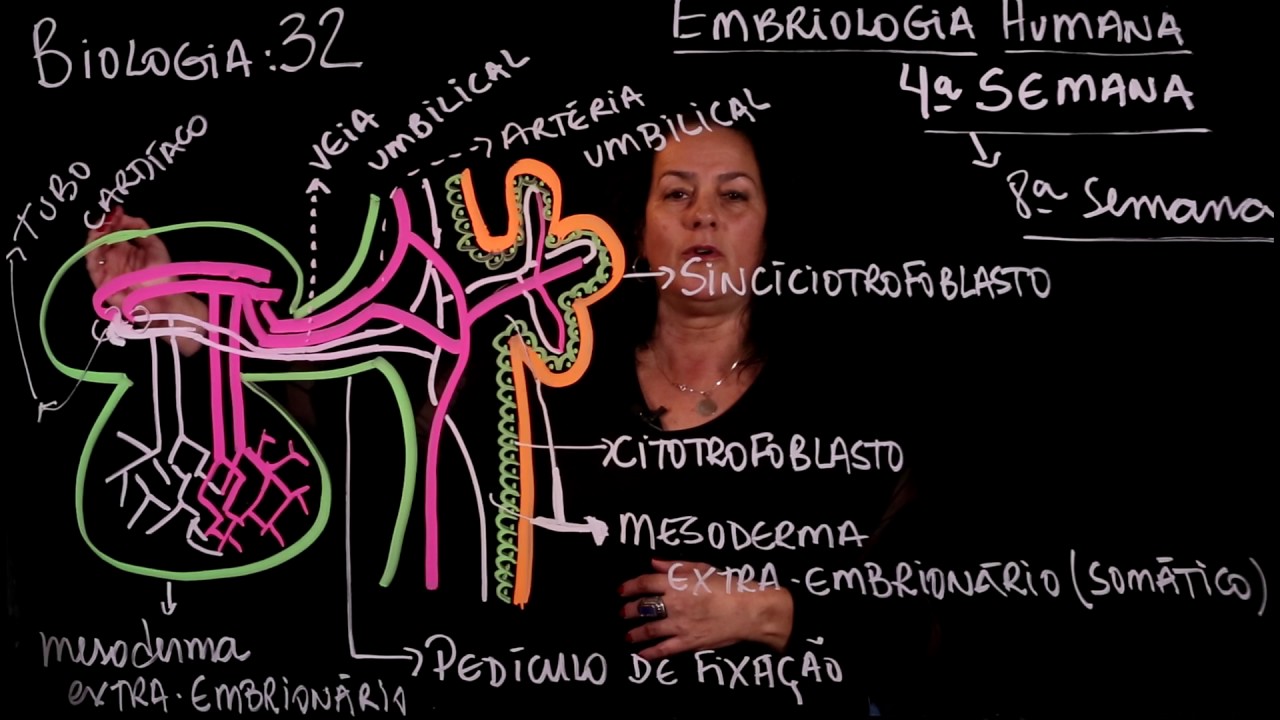 Aula 32 EMBRIOLOGIA HUMANA parte 4 (quarta semana) - Aulas ENEM