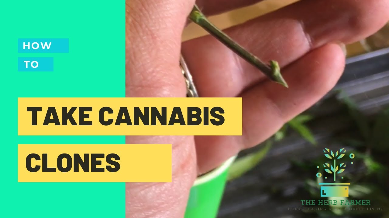 How To Taking Cannabis Clones - Using Rooting Powder, Banana Powder to Clone - Rooting Experiment