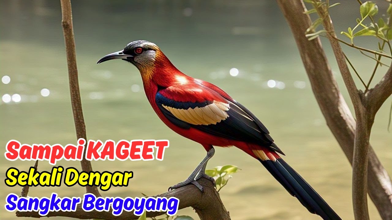 Murai Batu Gacor, Suara Ini Bisa Membuat Burung Kamu Langsung Juara