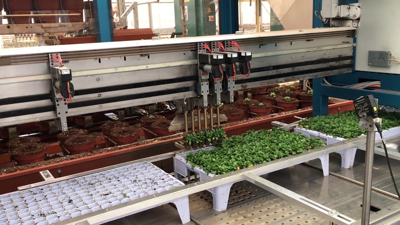 Robotics and automation in Dutch horticulture