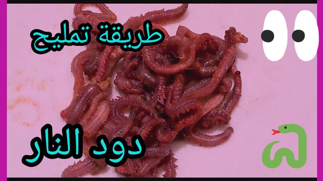 طريقة تمليح دود النار ..طريقة سهلة جدا وسوف تعجبك