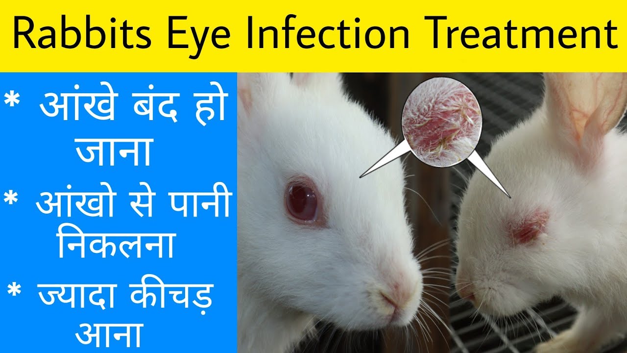 Rabbit Eye Infection and Treatment at Home