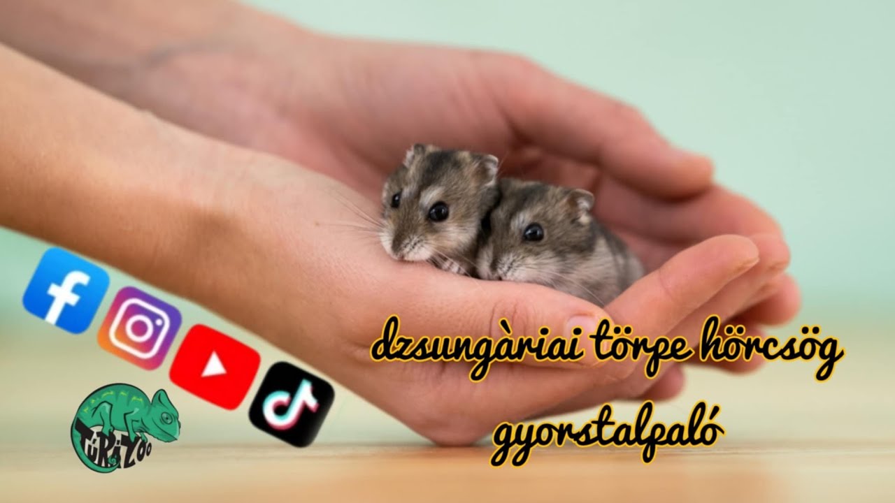 A DZSUNGÁRIAI TÖRPEHÖRCSÖG