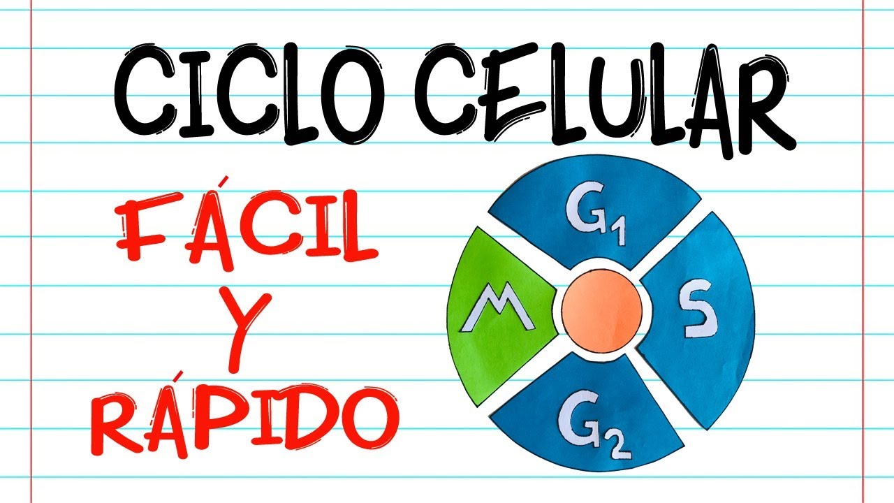 🌐 CICLO CELULAR 🔬 [F&aacute;cil y R&aacute;pido] | BIOLOG&Iacute;A |