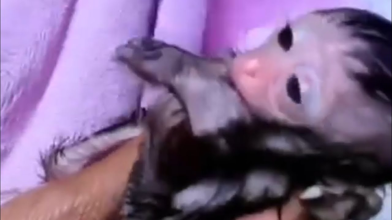 Baby Monkey was Abandoned His Mother a few Days after it was born poor baby monke#newbornbabymonkey