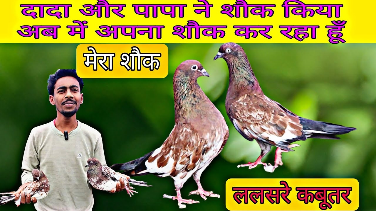 3 पीढ़ी से ये शौक अब यहां आ गया है । Lalsare Hi Lalsare Kabootar bhopal Ke