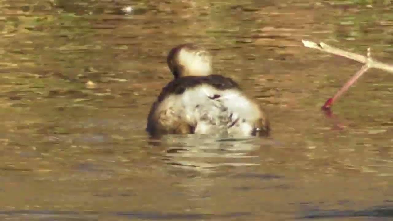 Little grebe, experienced fisherman ; Zwergtaucher, erfahrener Fischer ; Corcodel mic, super pescar