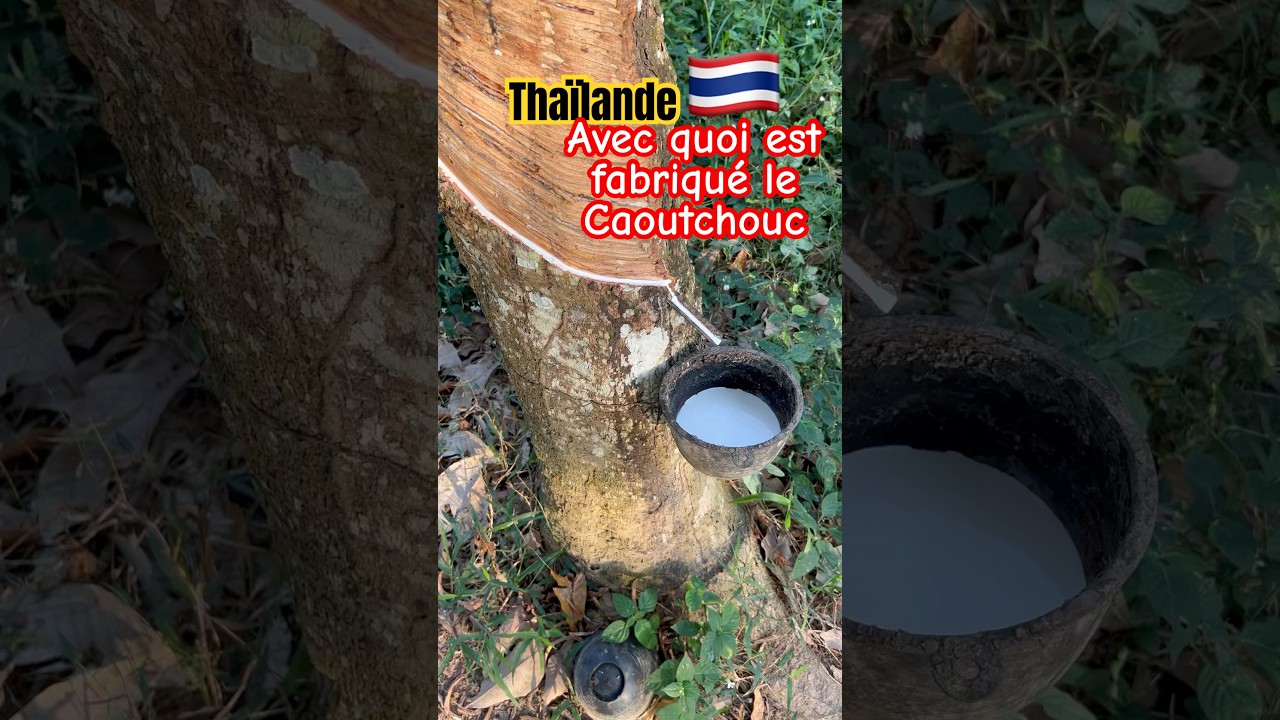 Avec quoi est fabriqu&eacute; le caoutchouc ? #caoutchouc #thailande #d&eacute;couverte