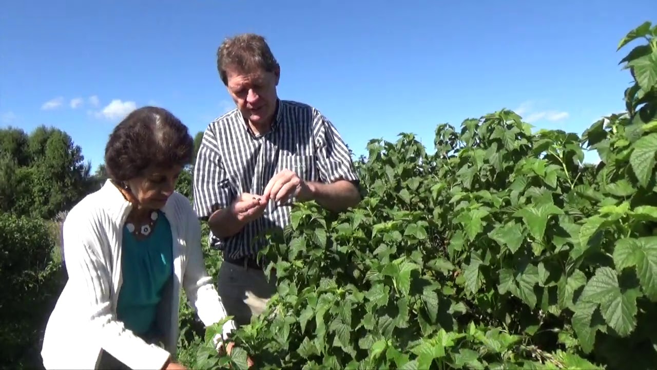 How our organic New Zealand orchard grows and harvests blackcurrants | Farm to Table
