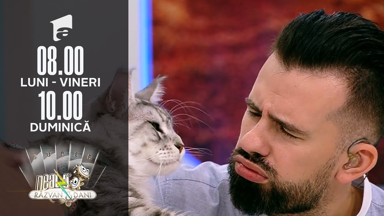 Maine Coon, cea mai mare pisica domestică din lume | Invitați Neatza