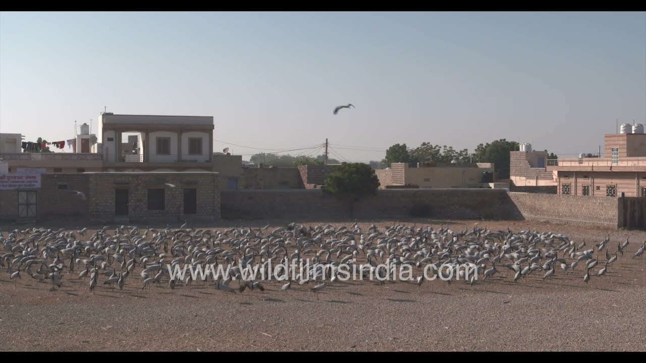 A large flock of Demoiselle cranes at Khichan bird feeding site