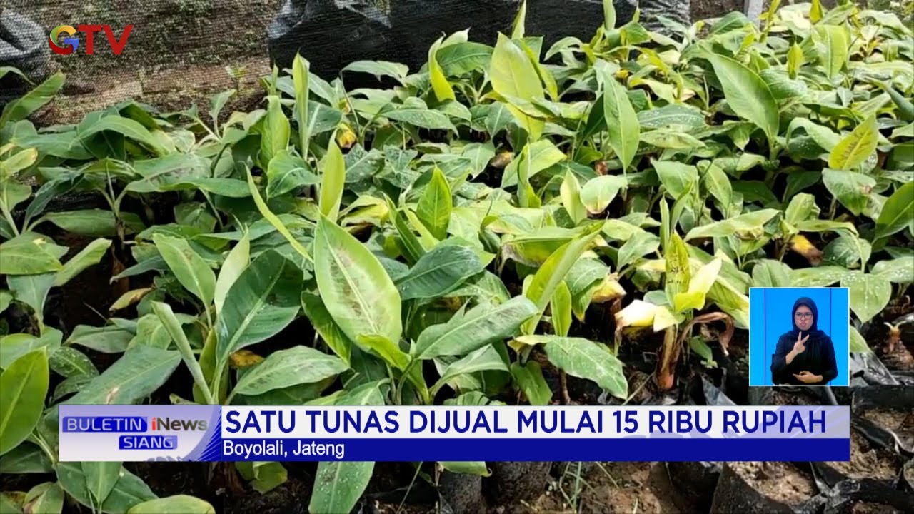 Manfaatkan Ladang Kosong, Pemuda Boyolali Berhasil Budidayakan Bibit Pisang #BuletiniNewsSiang 26/10
