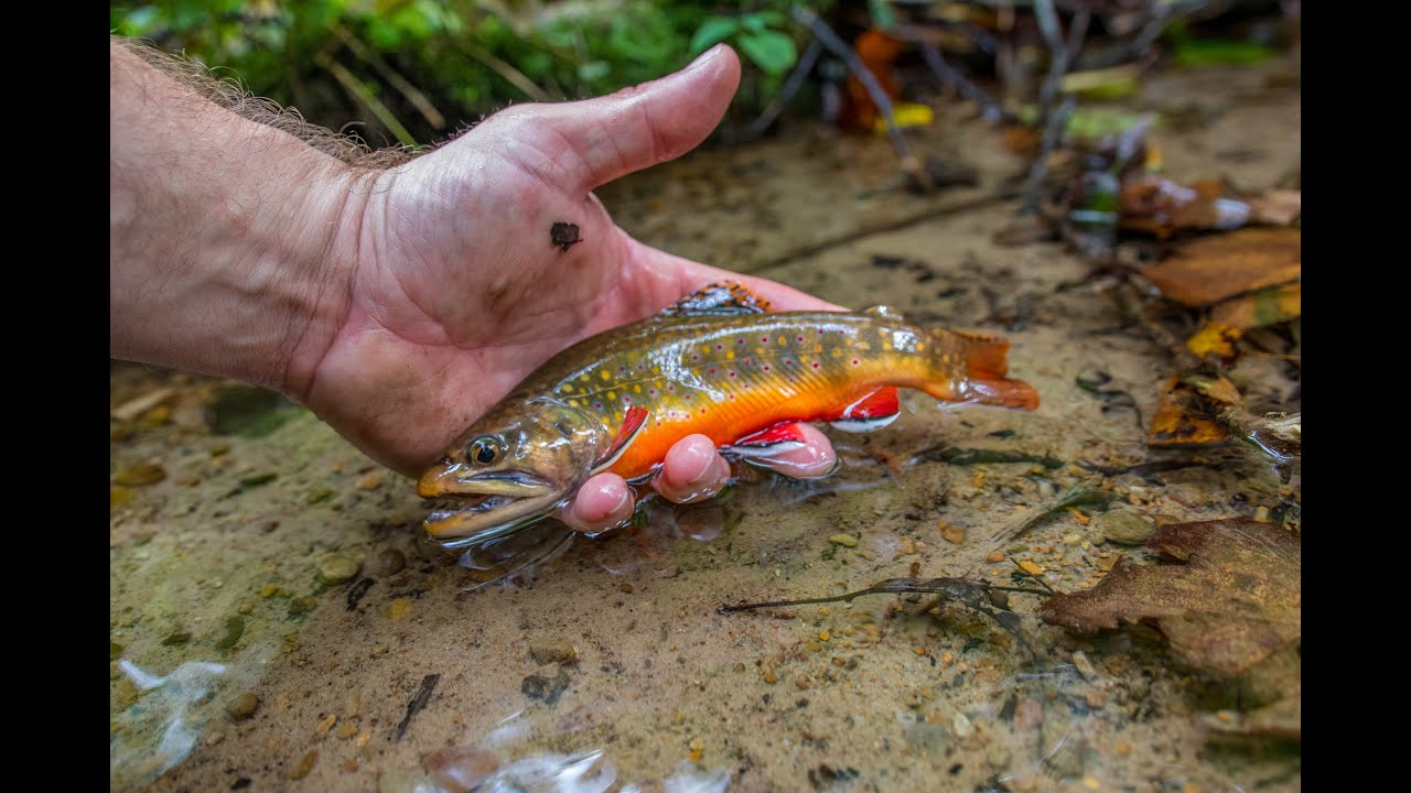 Novel Stream Restoration Method for Wild Trout and Ecosystem Health
