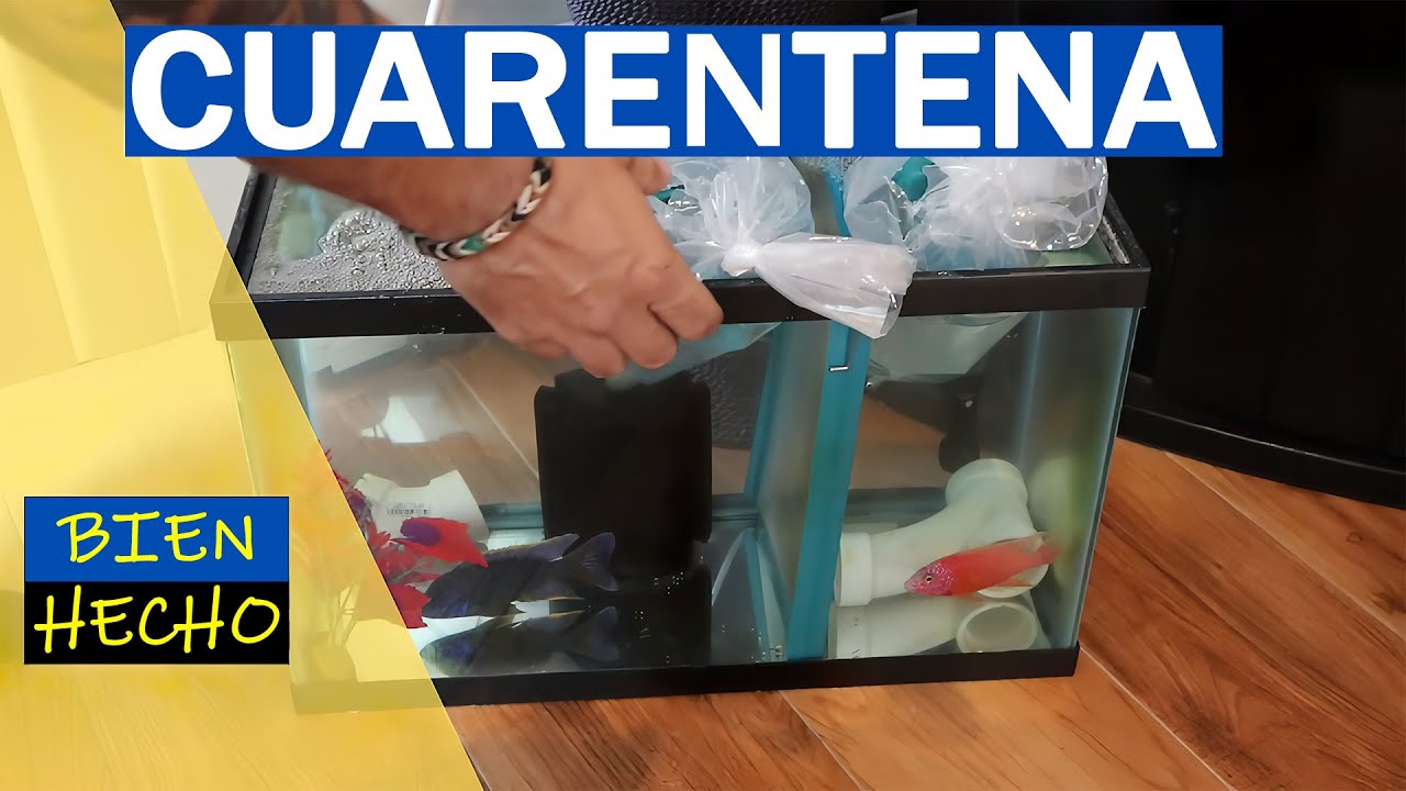 ACUARIO DE CUARENTENA - ¿Por qué es importante? (Guía rápida)