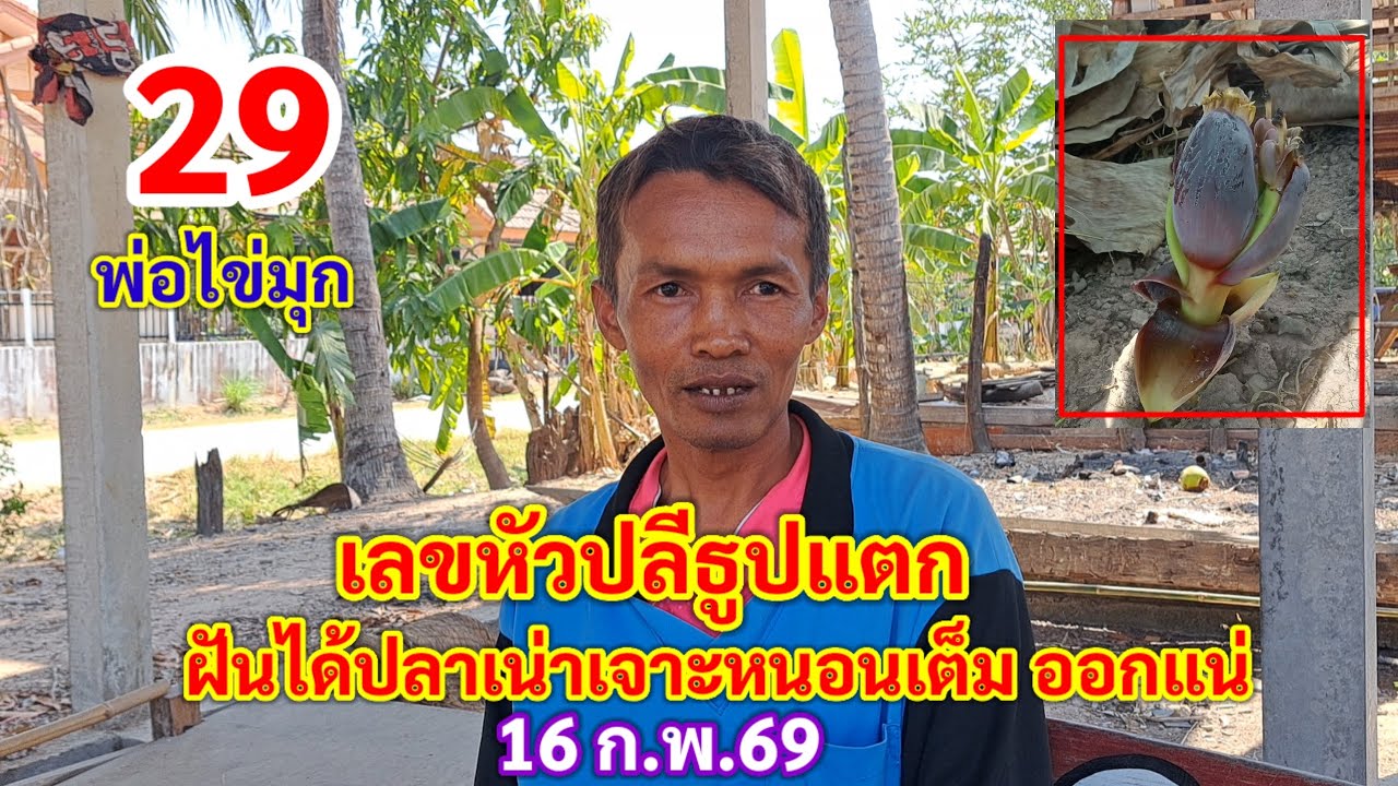 29 เลขหัวปลีธูปแตก ฝันได้ปลาเน่า หนอนเจาะเต็ม ออกอีกแน่ 16 ก.พ.69 พ่อไข่มุก