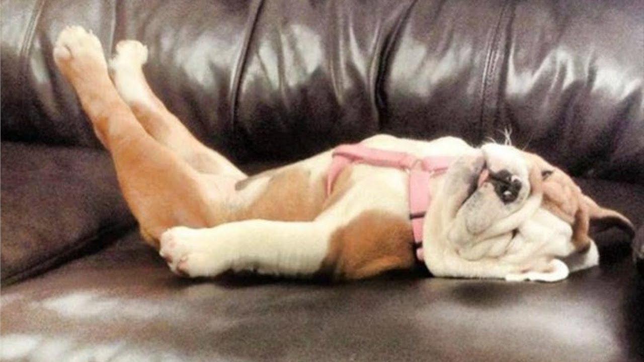 Cute Sleepy Pets Video Compilation 2019