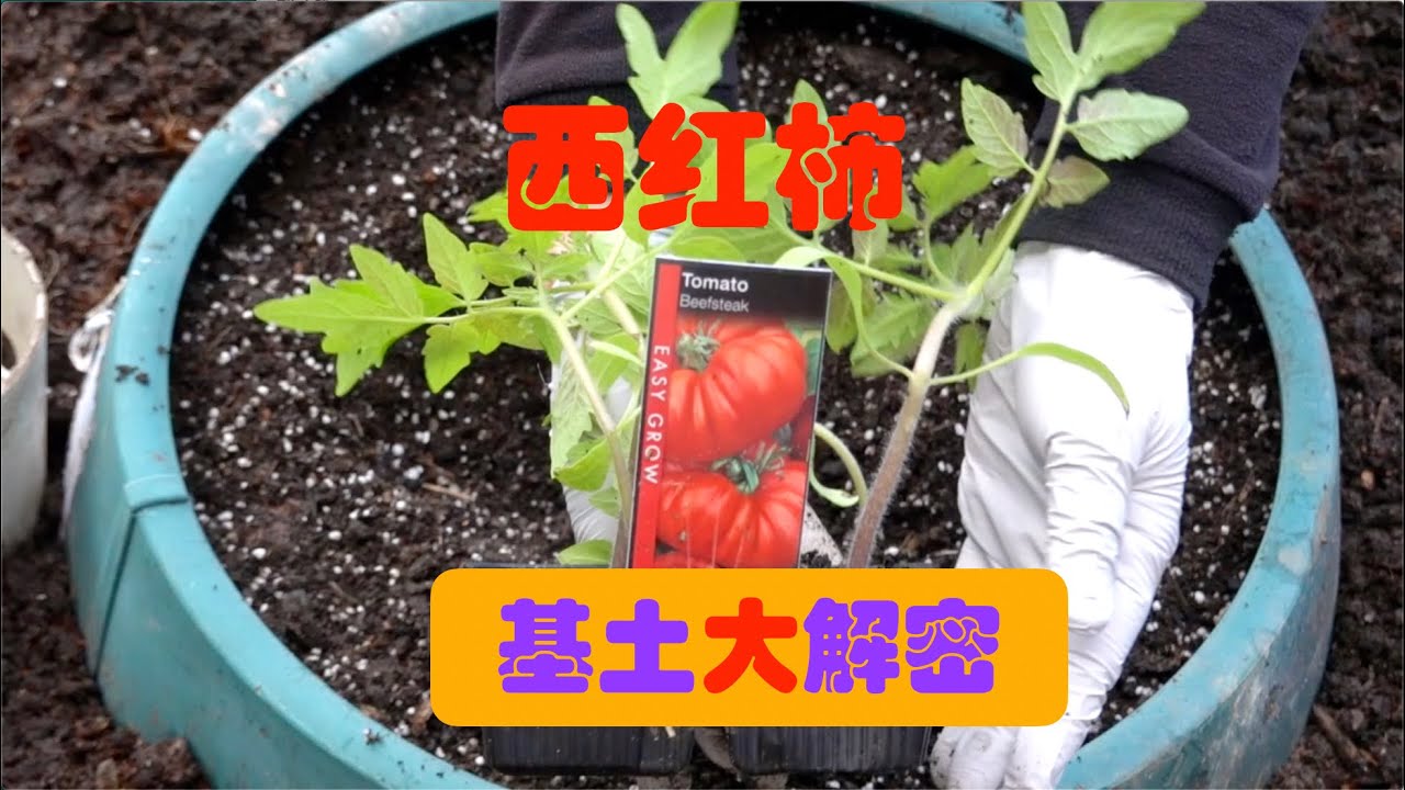 西红柿基肥大解密（第34期）The secret of the base soil for tomatoes（Ep34）
